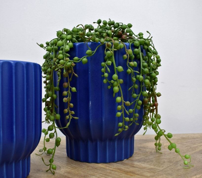 fake string of pearls plant in blue pot