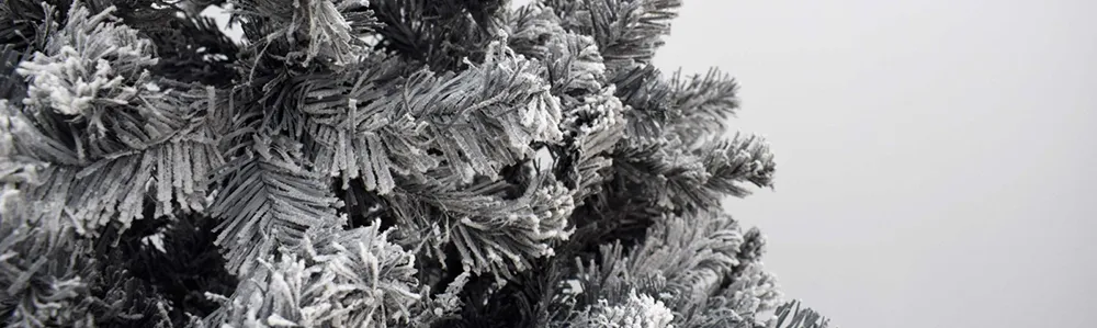 close up of frosted christmas tree branches