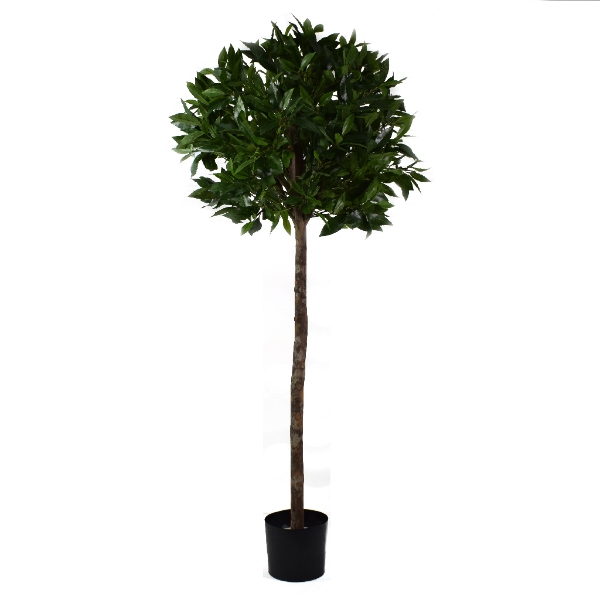 Bay Tree Laurus Nobilis Laurel Tree Bay Laurel Patch, 52% OFF