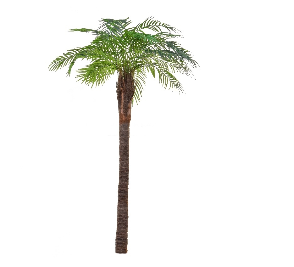 palm tree